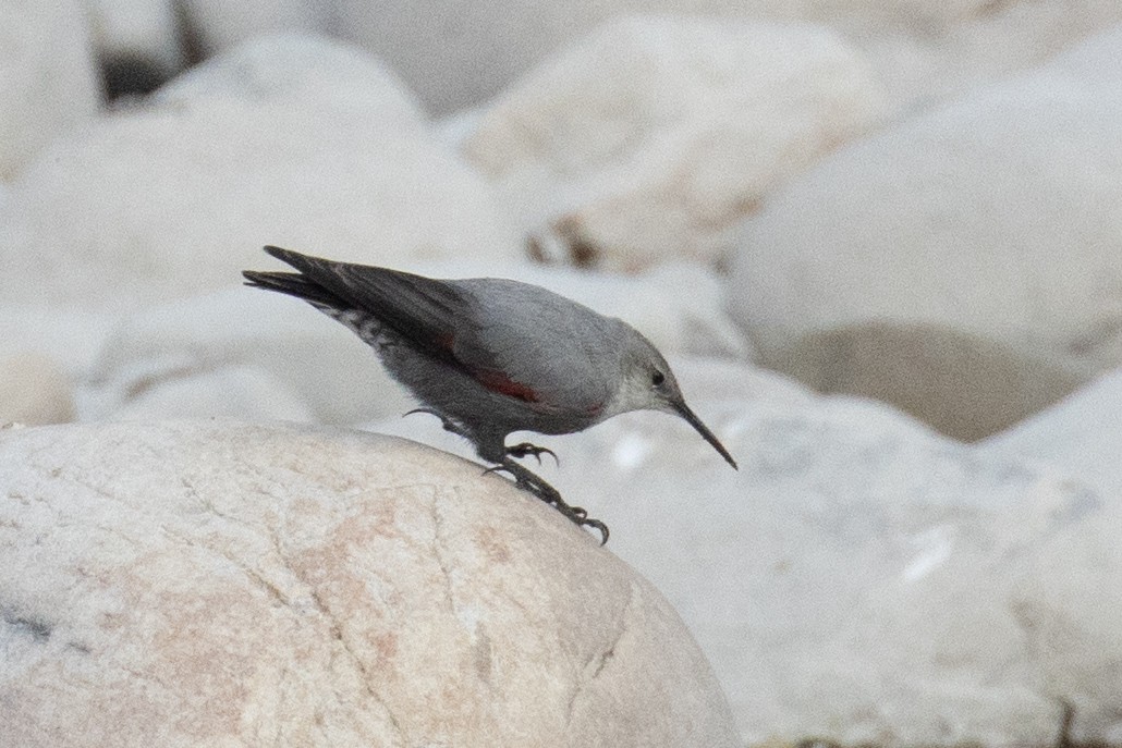 Wallcreeper - Kalpesh Krishna