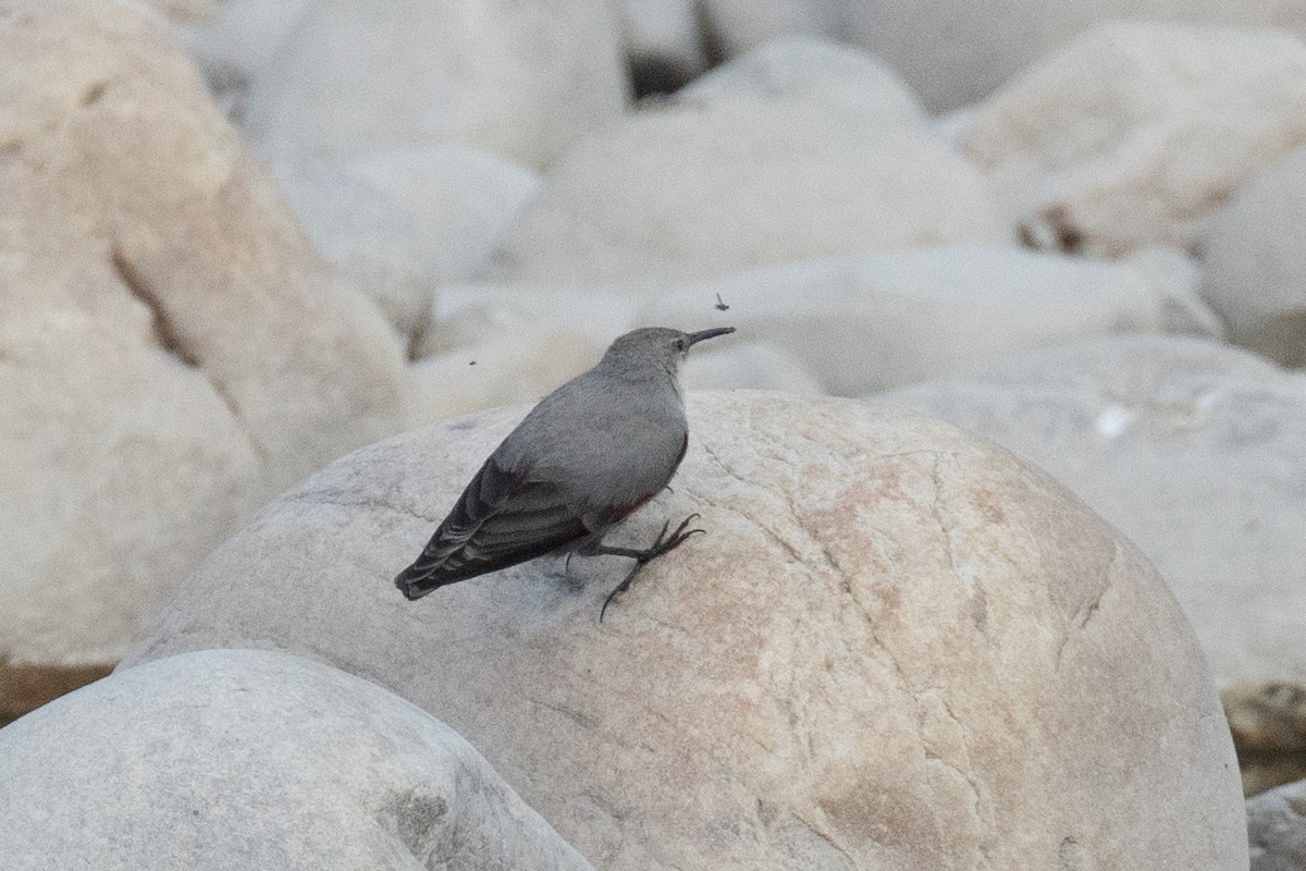 Wallcreeper - Kalpesh Krishna