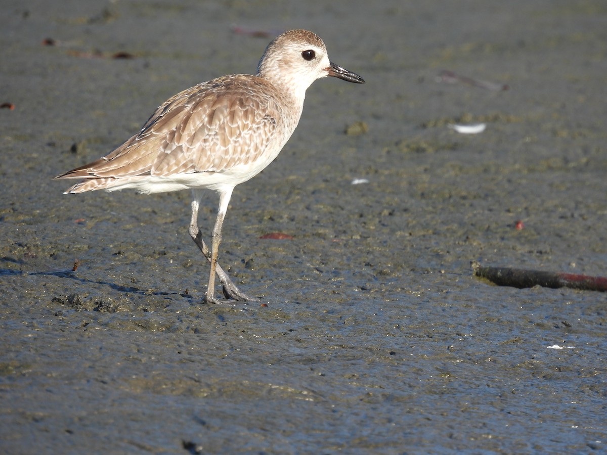 Black-bellied Plover - ML516606561