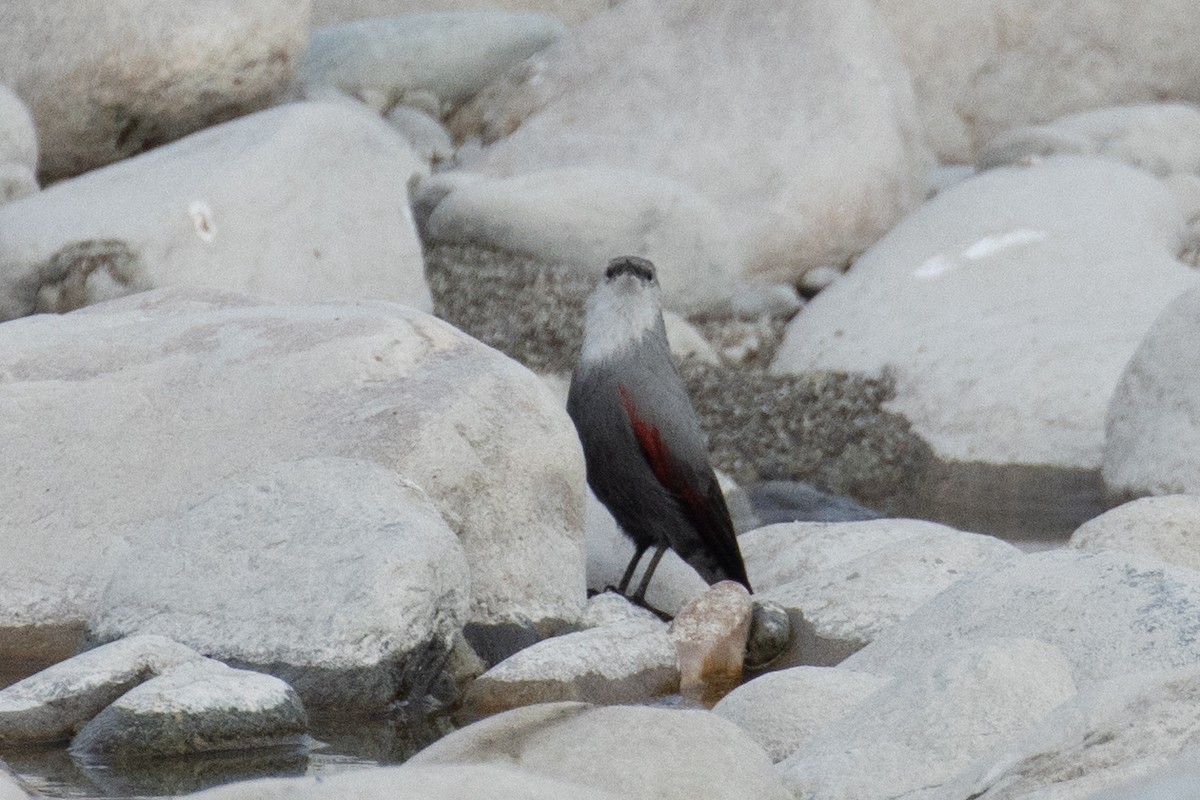 Wallcreeper - Kalpesh Krishna