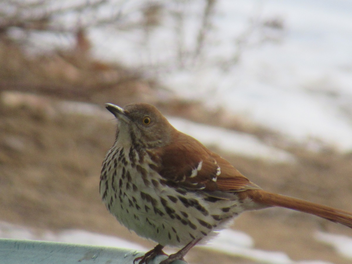 Brown Thrasher - ML516607041