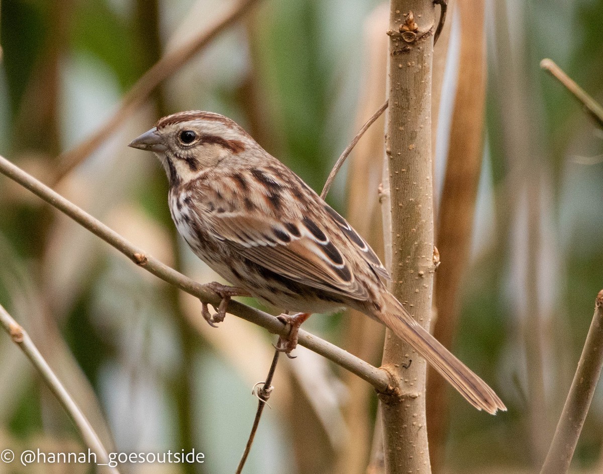 Song Sparrow - ML516607421