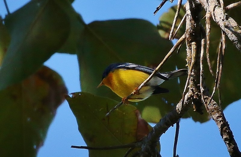 Tropical Parula - ML51660751