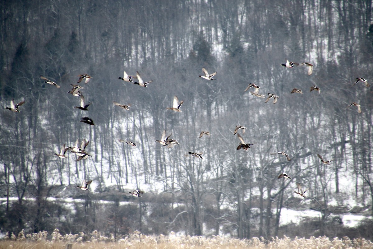 American Wigeon - Adam West