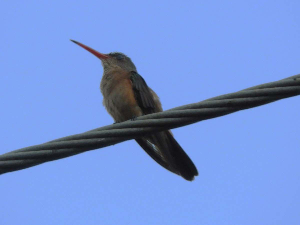 Cinnamon Hummingbird - ML516609141