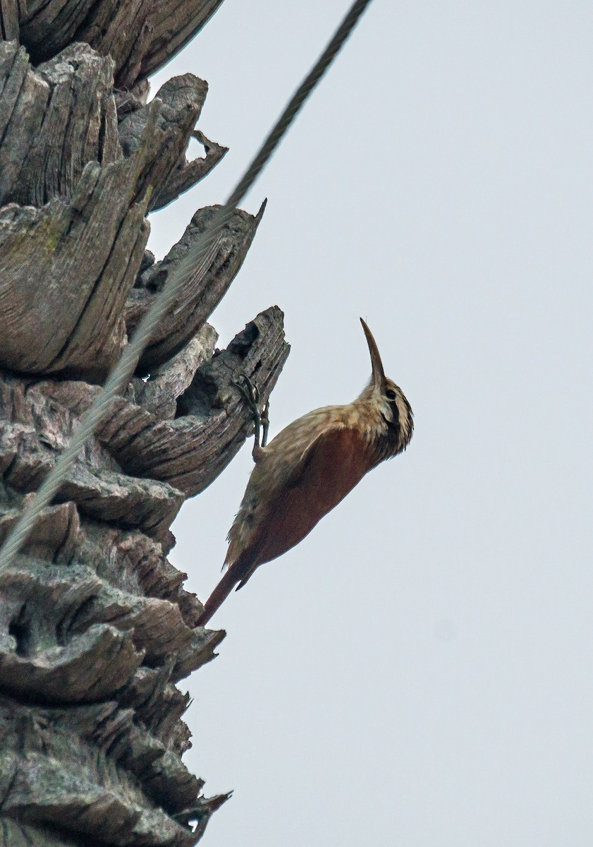 Narrow-billed Woodcreeper - ML516609541