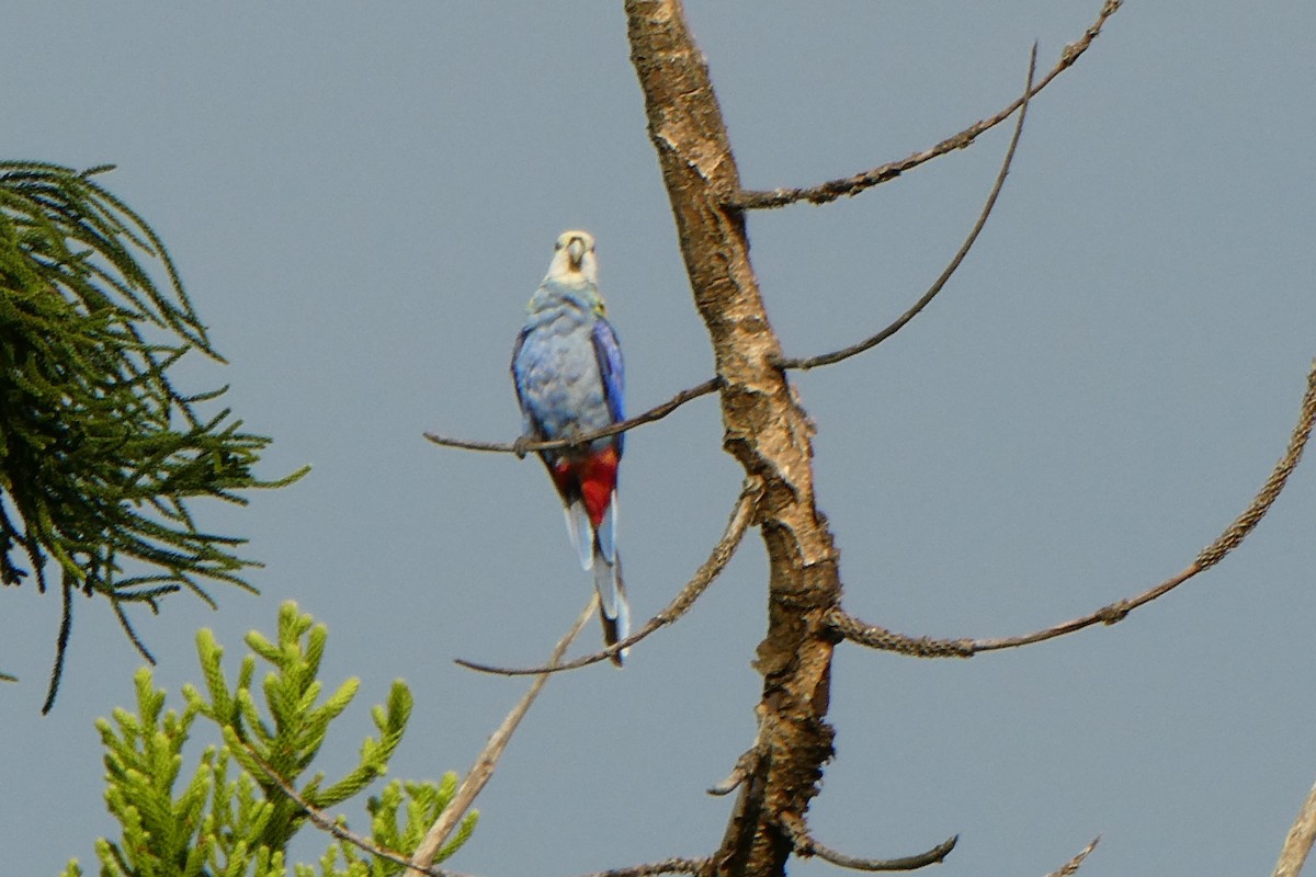 Pale-headed Rosella - ML516610191