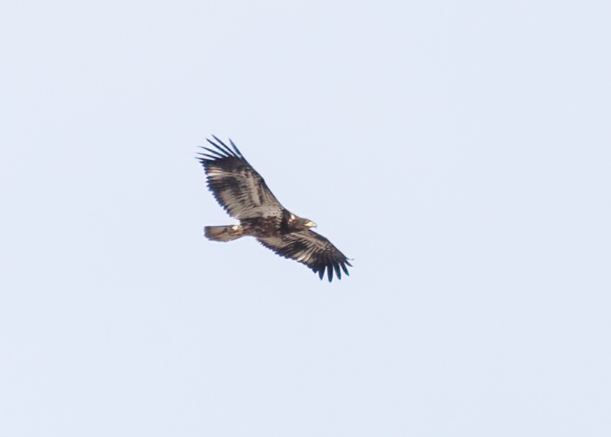 Bald Eagle - ML516610461