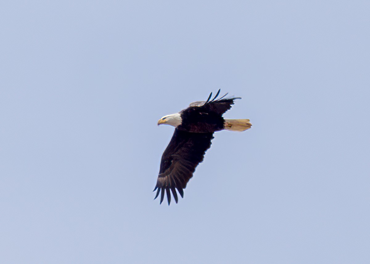 Bald Eagle - ML516610471