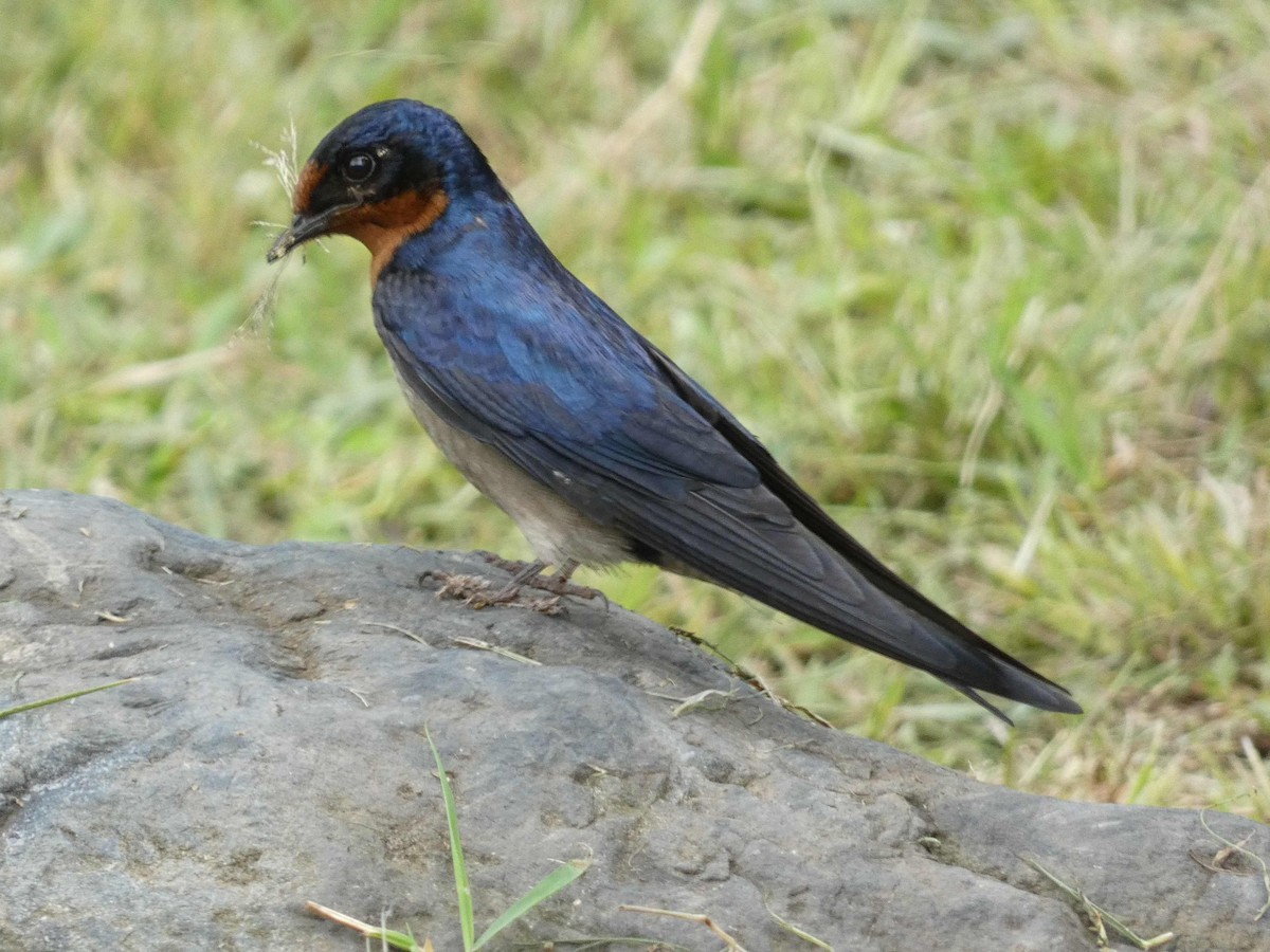 Angola Swallow - Jeff Harding