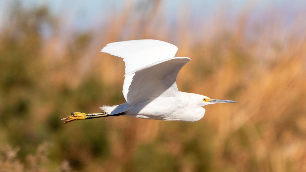 Snowy Egret - Darren Hsu