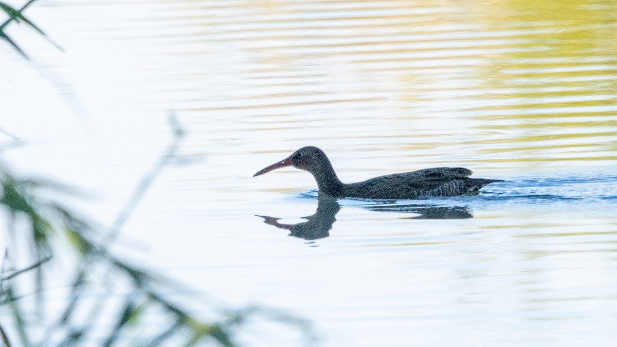 Ridgway's Rail - ML516611851