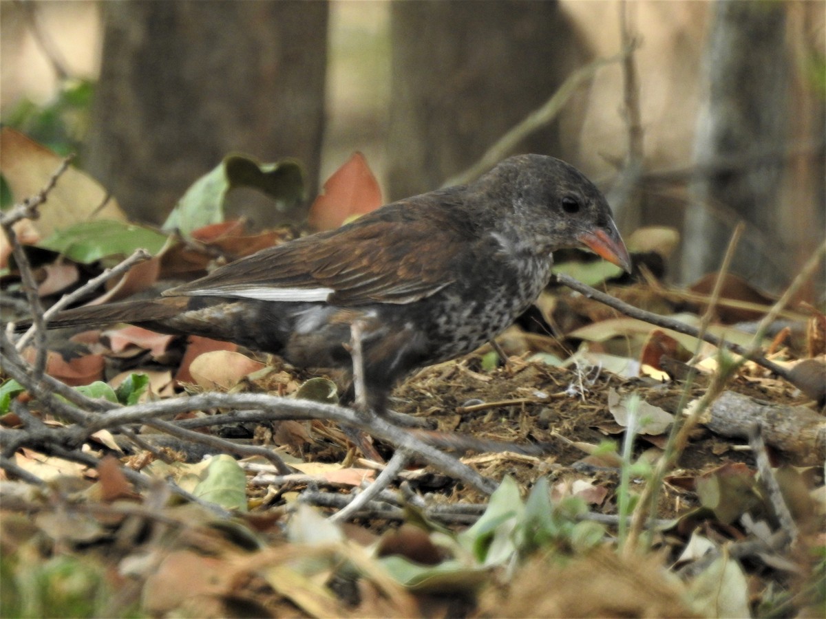 Red-billed Buffalo-Weaver - ML516613301