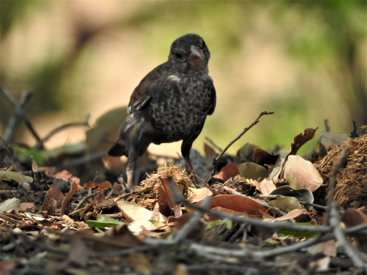 Red-billed Buffalo-Weaver - ML516613311
