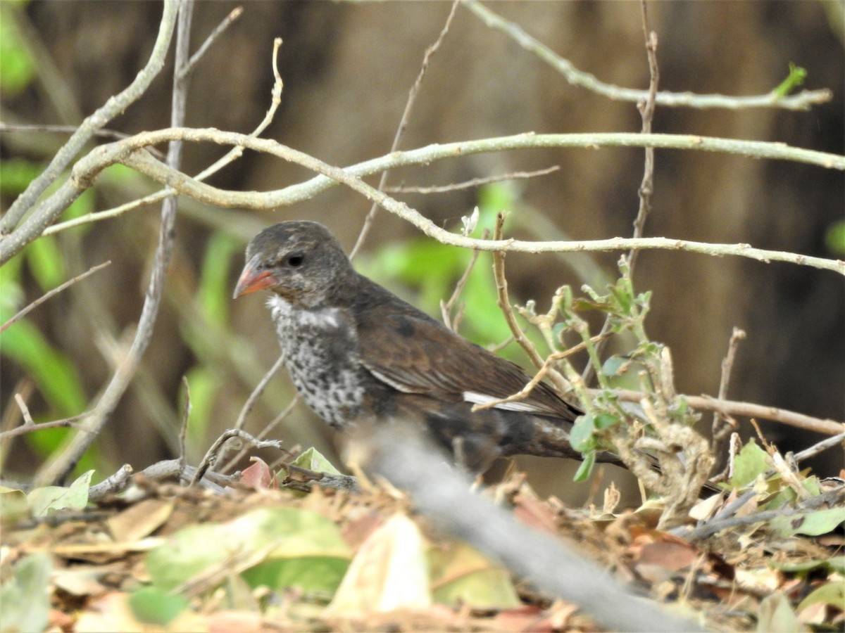 Red-billed Buffalo-Weaver - ML516613351