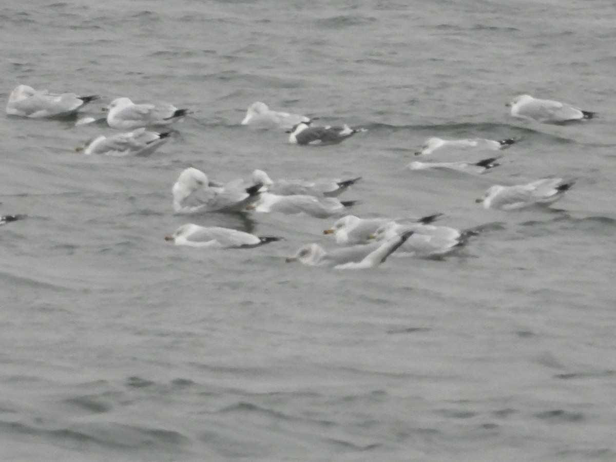 Franklin's Gull - ML516613771