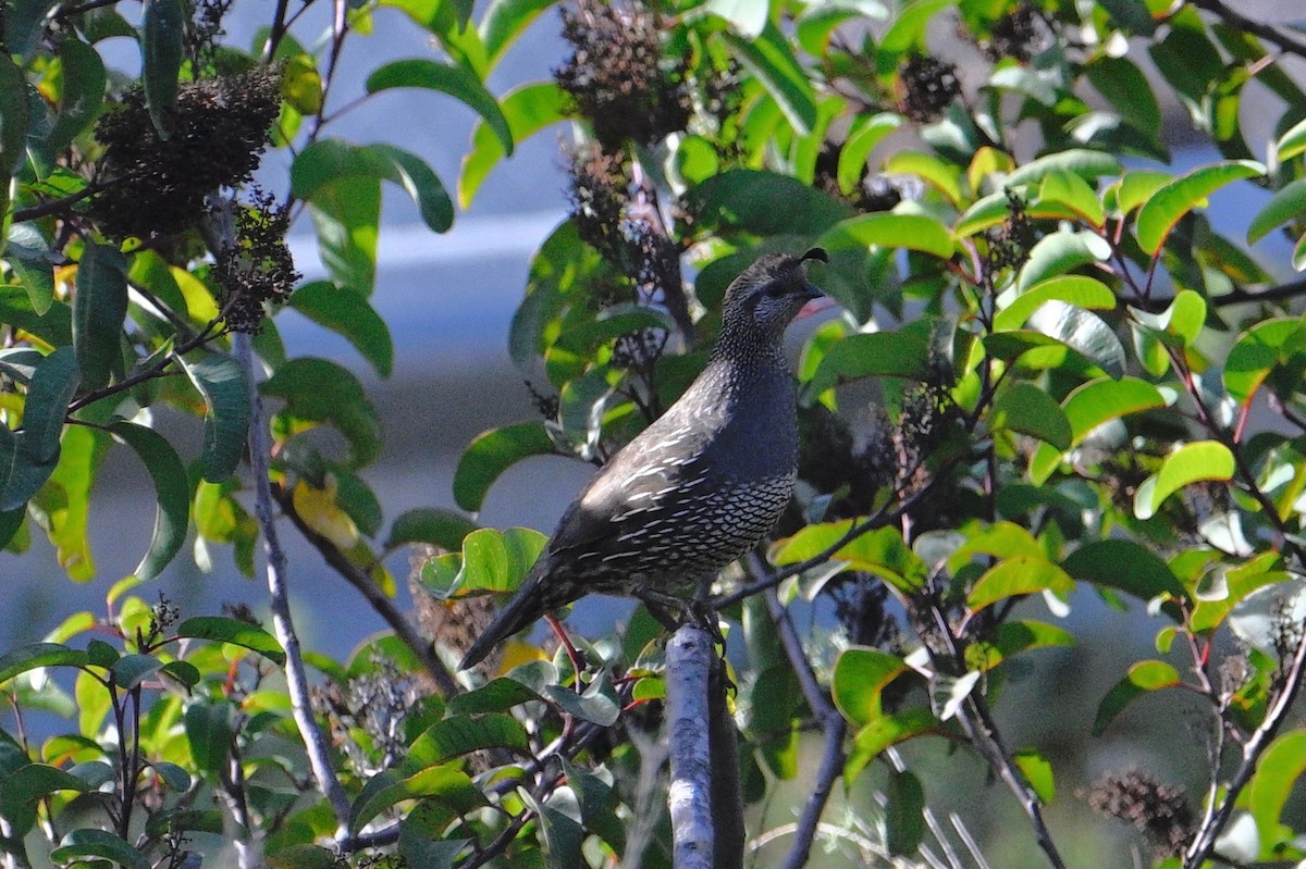 California Quail - ML516613971