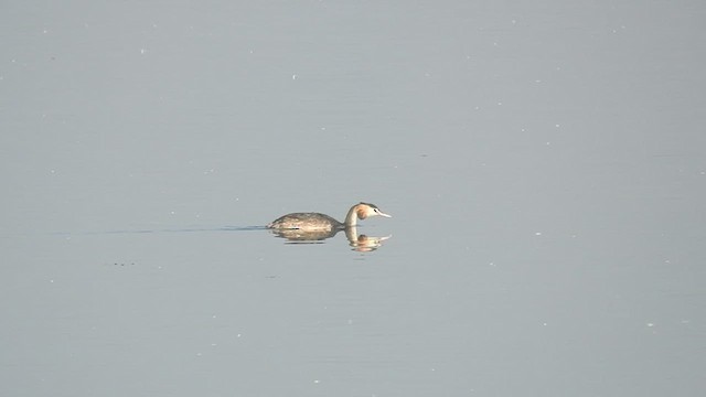 Great Crested Grebe - ML516614081