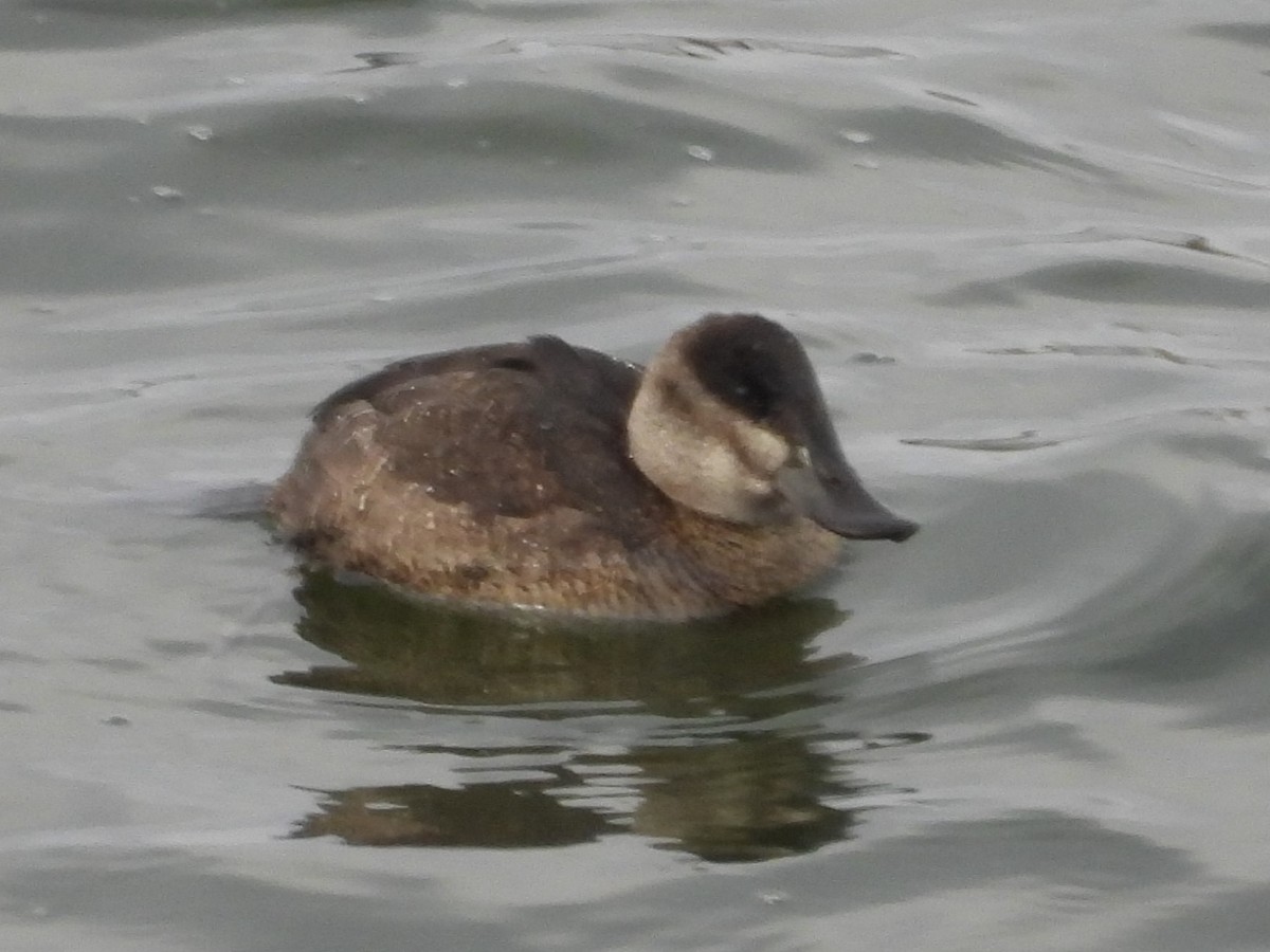 Ruddy Duck - ML516614751