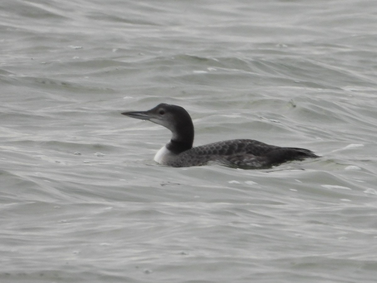 Common Loon - ML516614801