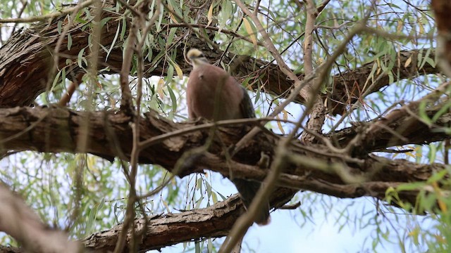 Common Bronzewing - ML516617431