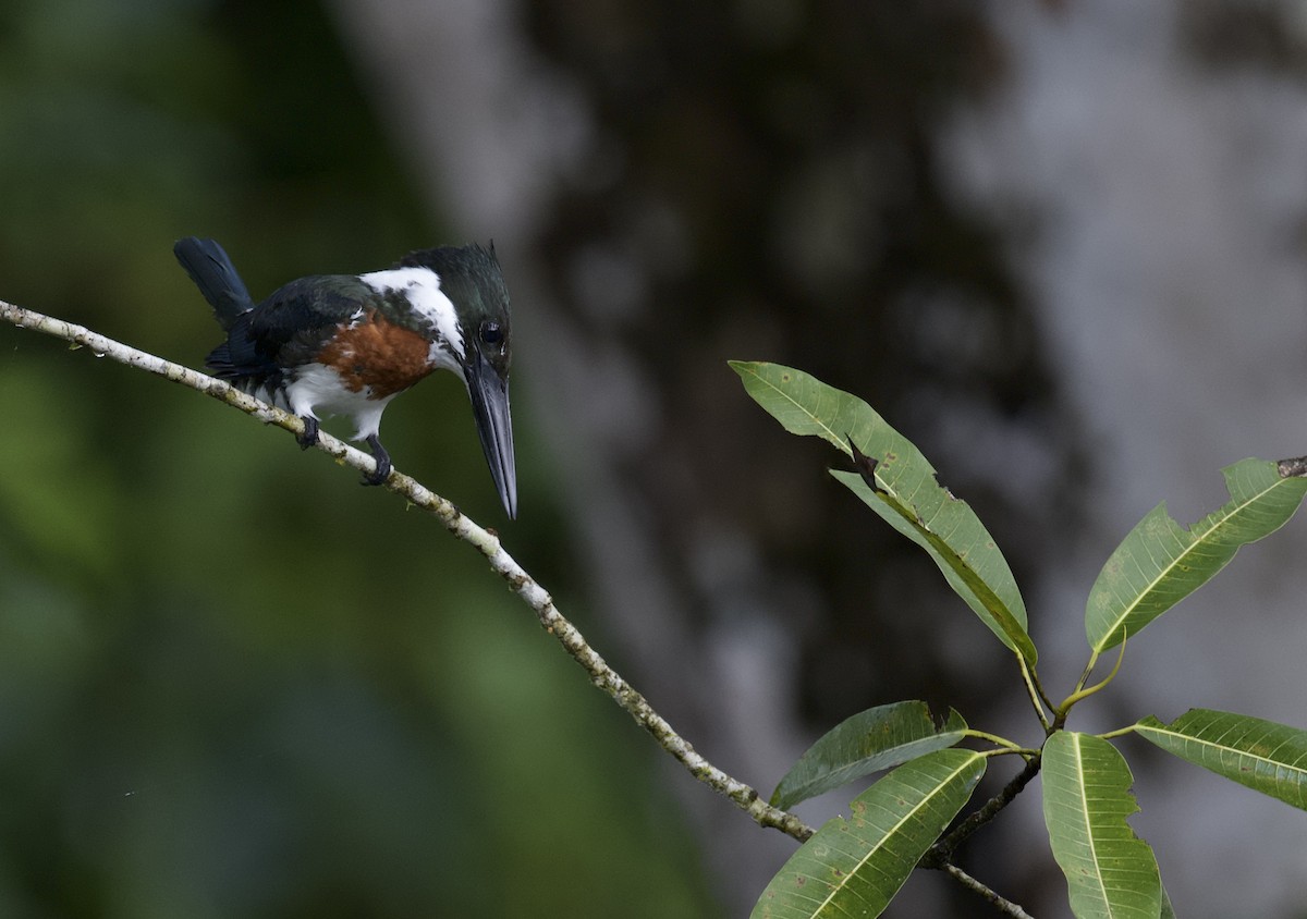 Amazon Kingfisher - David Alvarez