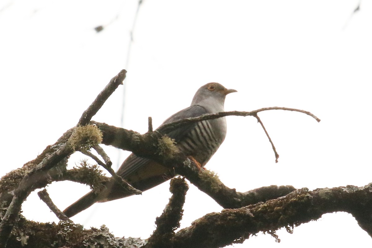 Himalayan Cuckoo - ML516618641