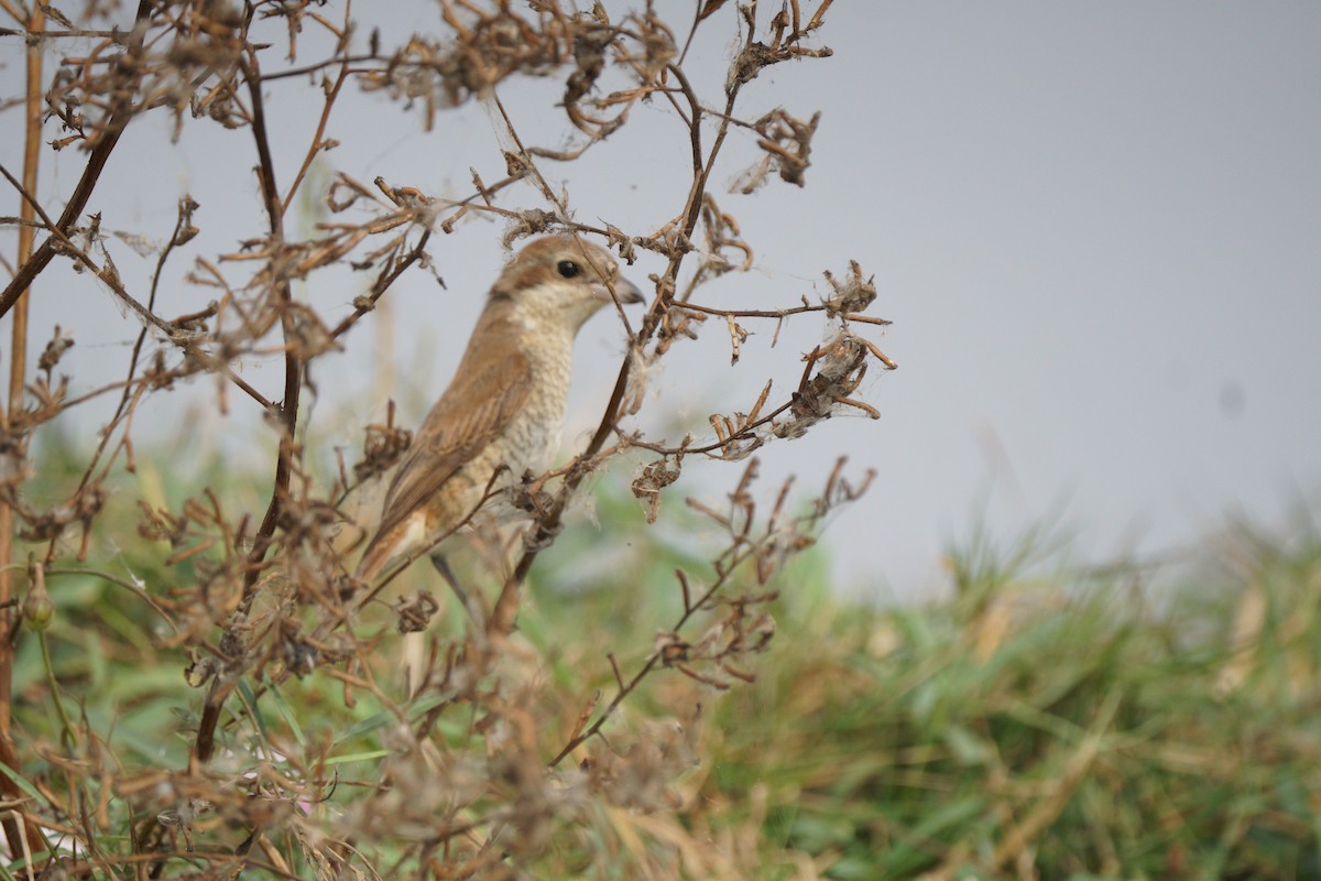 Brown Shrike - ML516620121