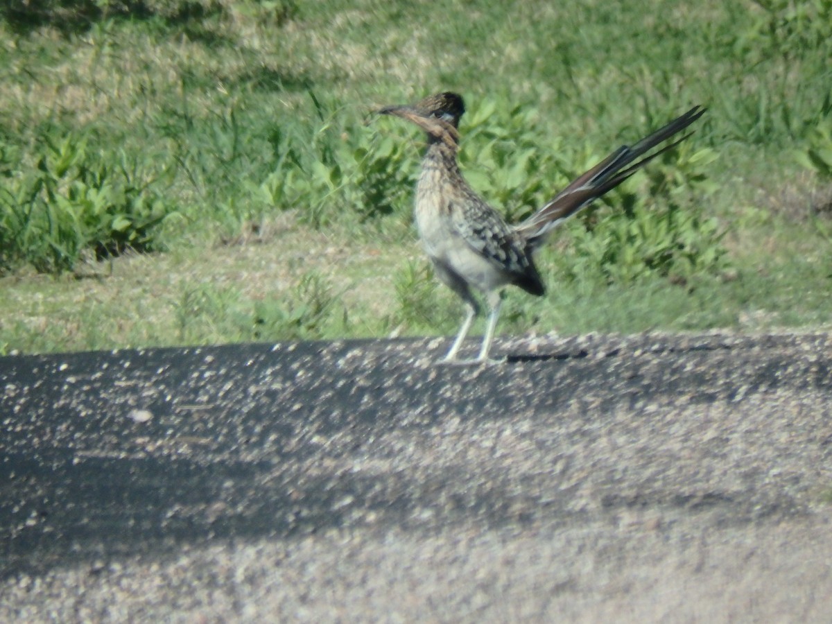 Greater Roadrunner - ML51662041