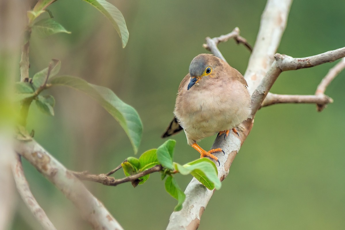Long-tailed Ground Dove - ML516620811
