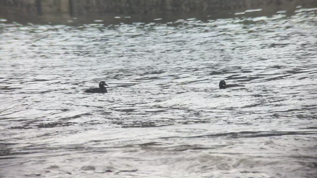 Velvet Scoter - ML516621101