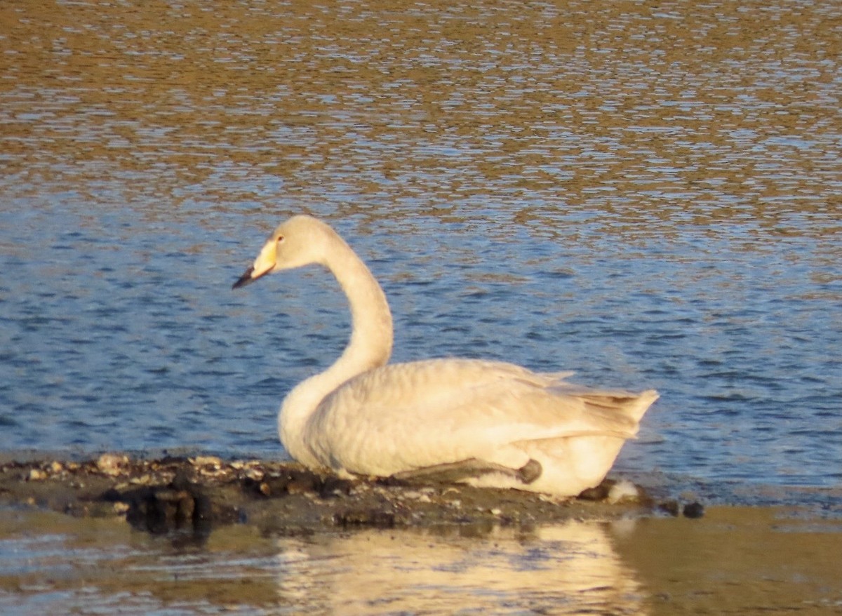 Whooper Swan - ML516622101