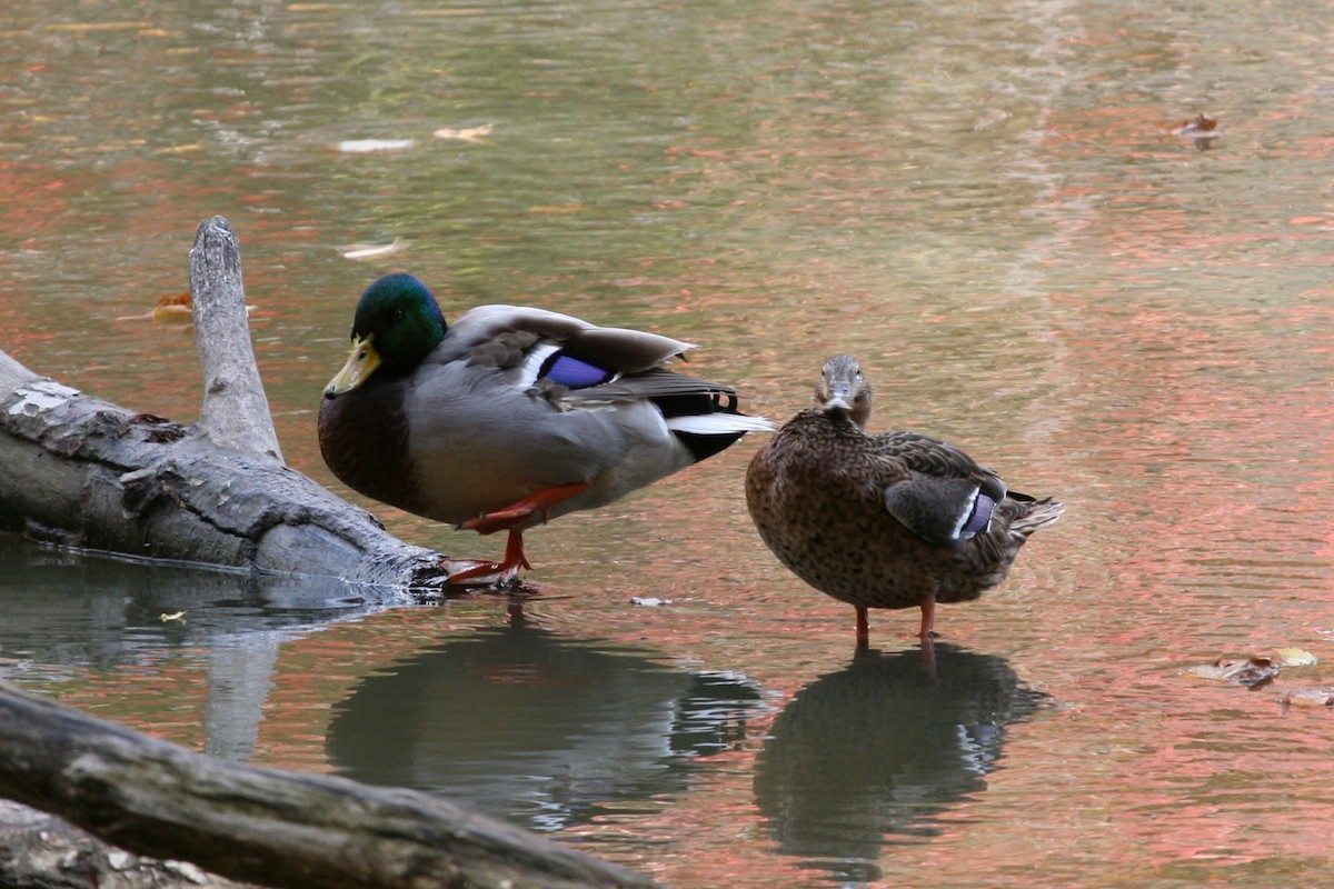 Canard colvert - ML516622391