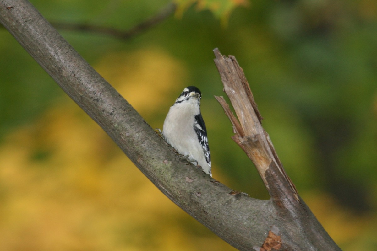 Downy Woodpecker - ML516622501