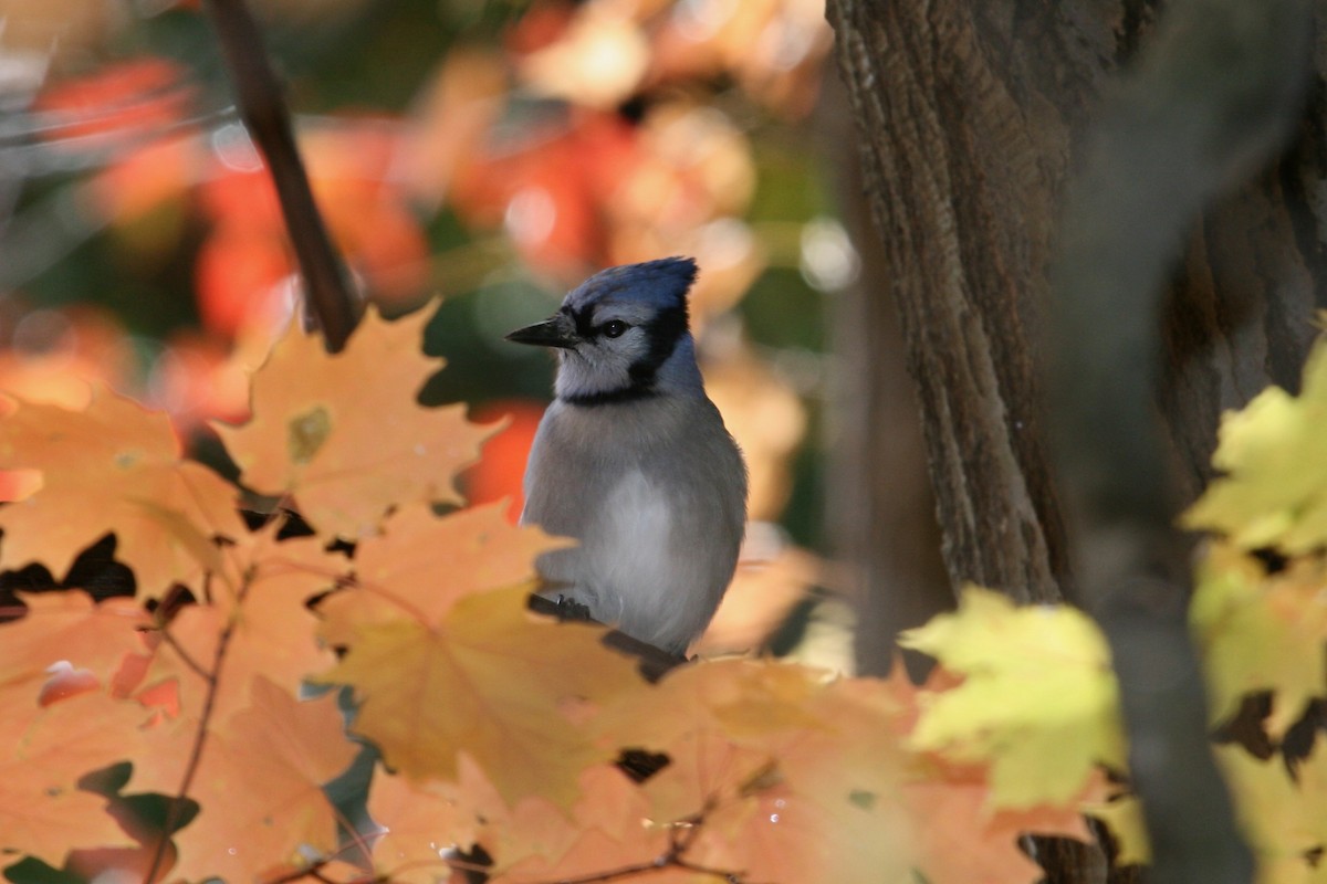 Blue Jay - Laurens Halsey