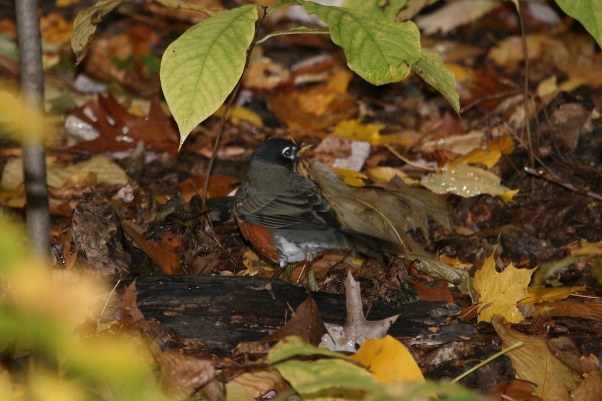 American Robin - ML516622581