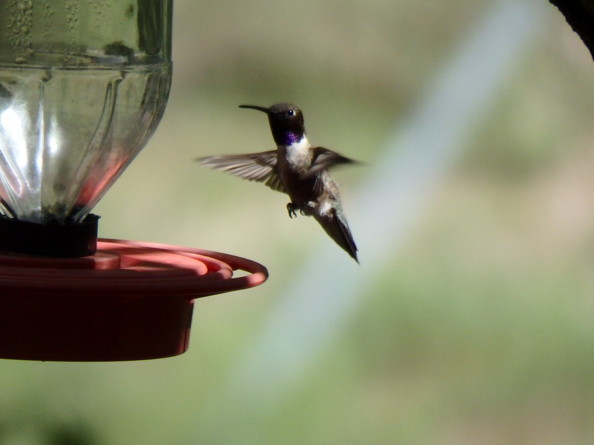 Black-chinned Hummingbird - David Lichter