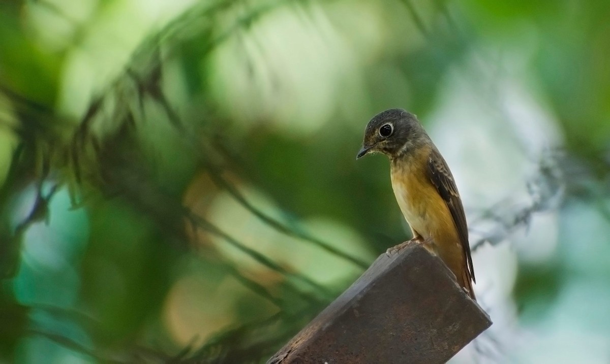 Ferruginous Flycatcher - ML516624911