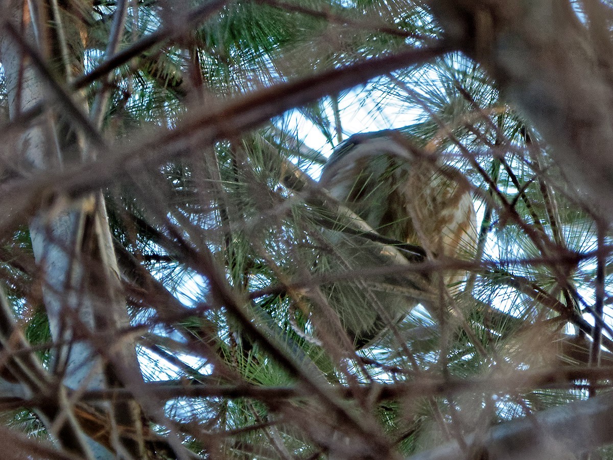 Northern Saw-whet Owl - ML51662581