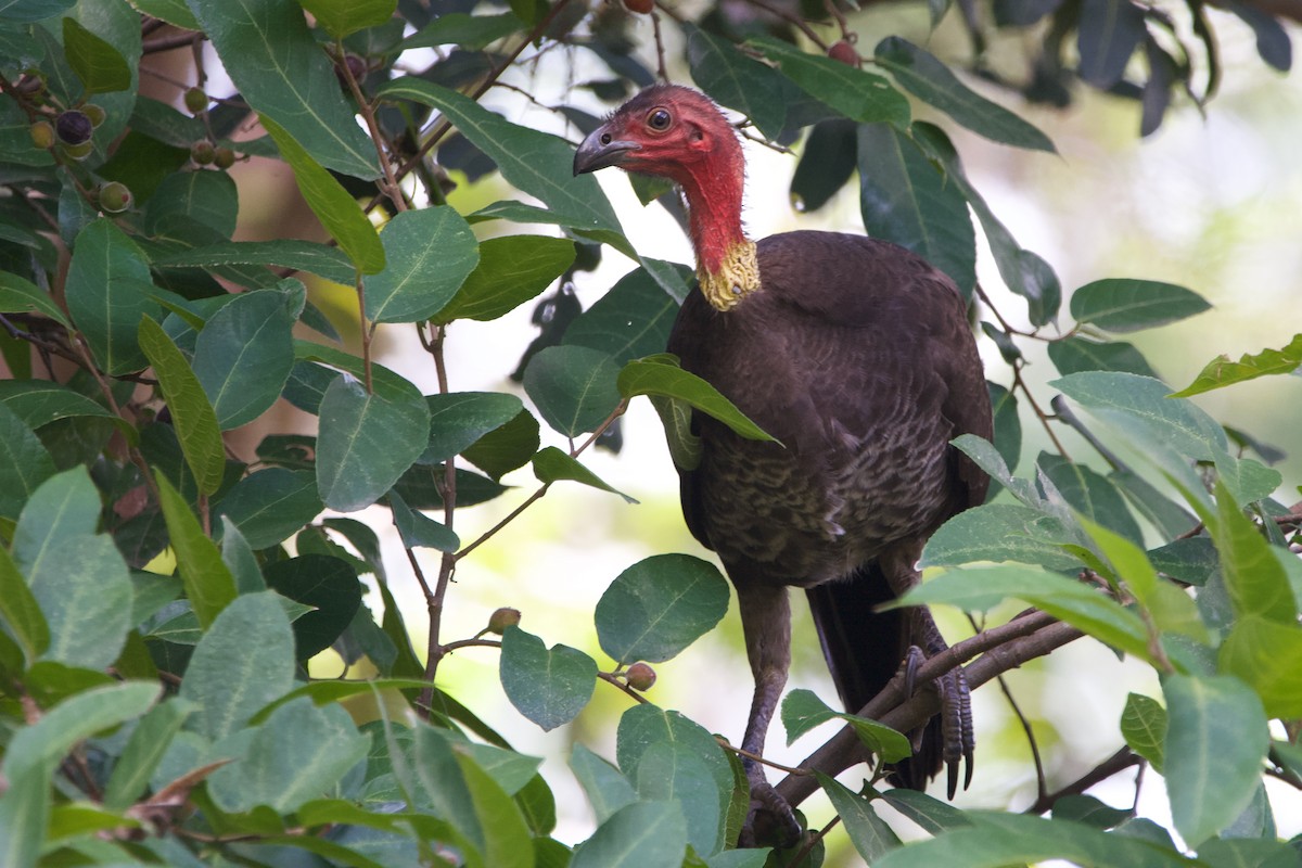 Australian Brushturkey - Jonathan Mills-Anderson