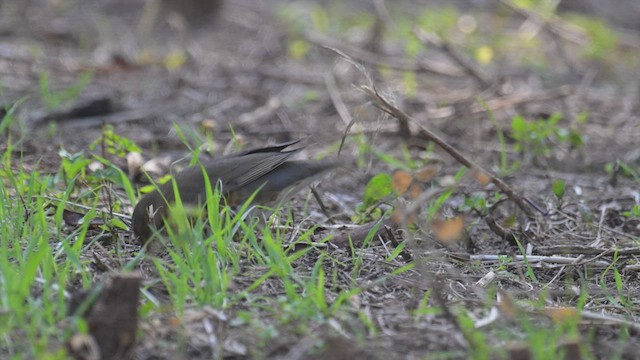 Japanese Thrush - ML516626101