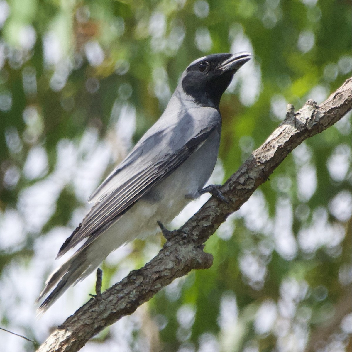 Black-faced Cuckooshrike - ML516626111