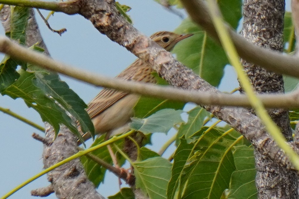 Anthus sp. - ML516626921