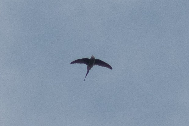 Crested Treeswift - Kalpesh Krishna