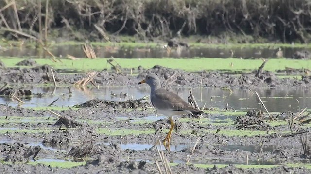 Gray-headed Lapwing - ML516628051