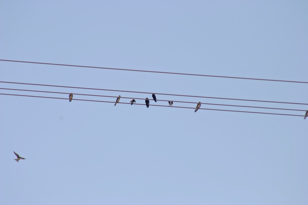 Tree Swallow - Alison Hiers