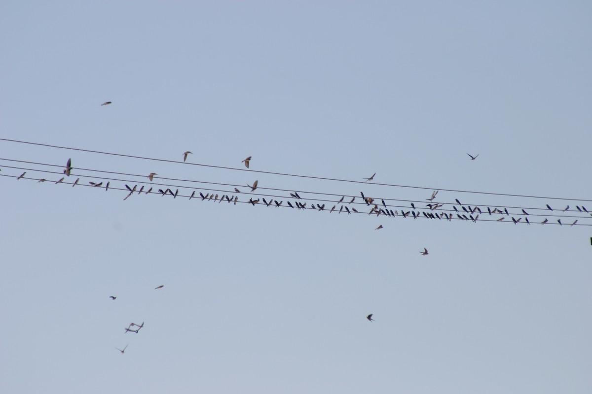 Tree Swallow - Alison Hiers