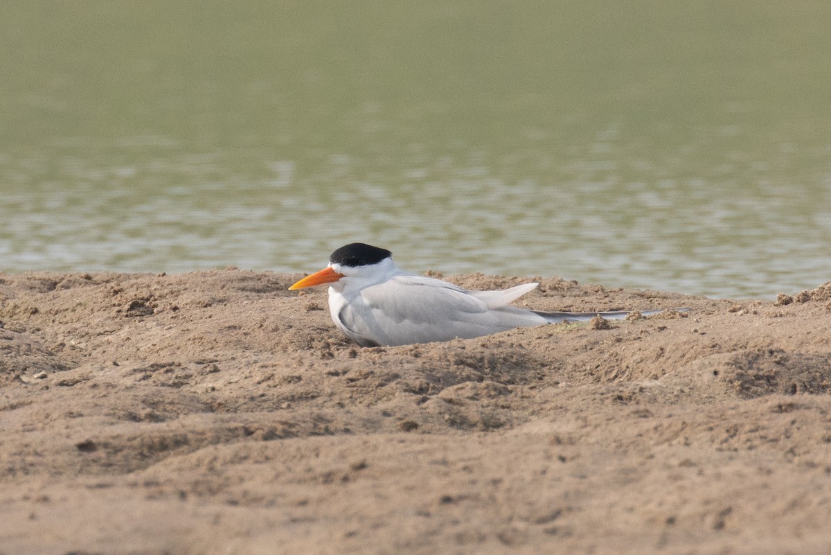 Black-bellied Tern - Kalpesh Krishna