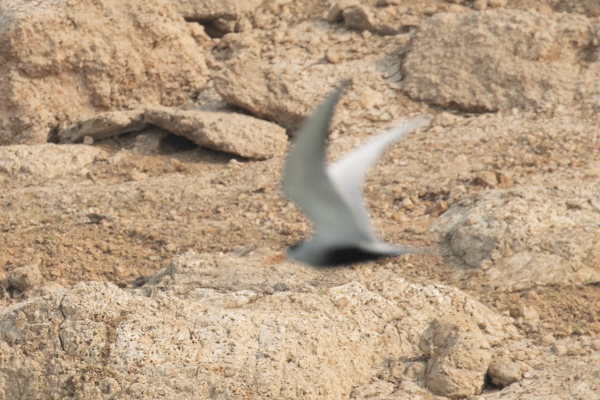Black-bellied Tern - Kalpesh Krishna