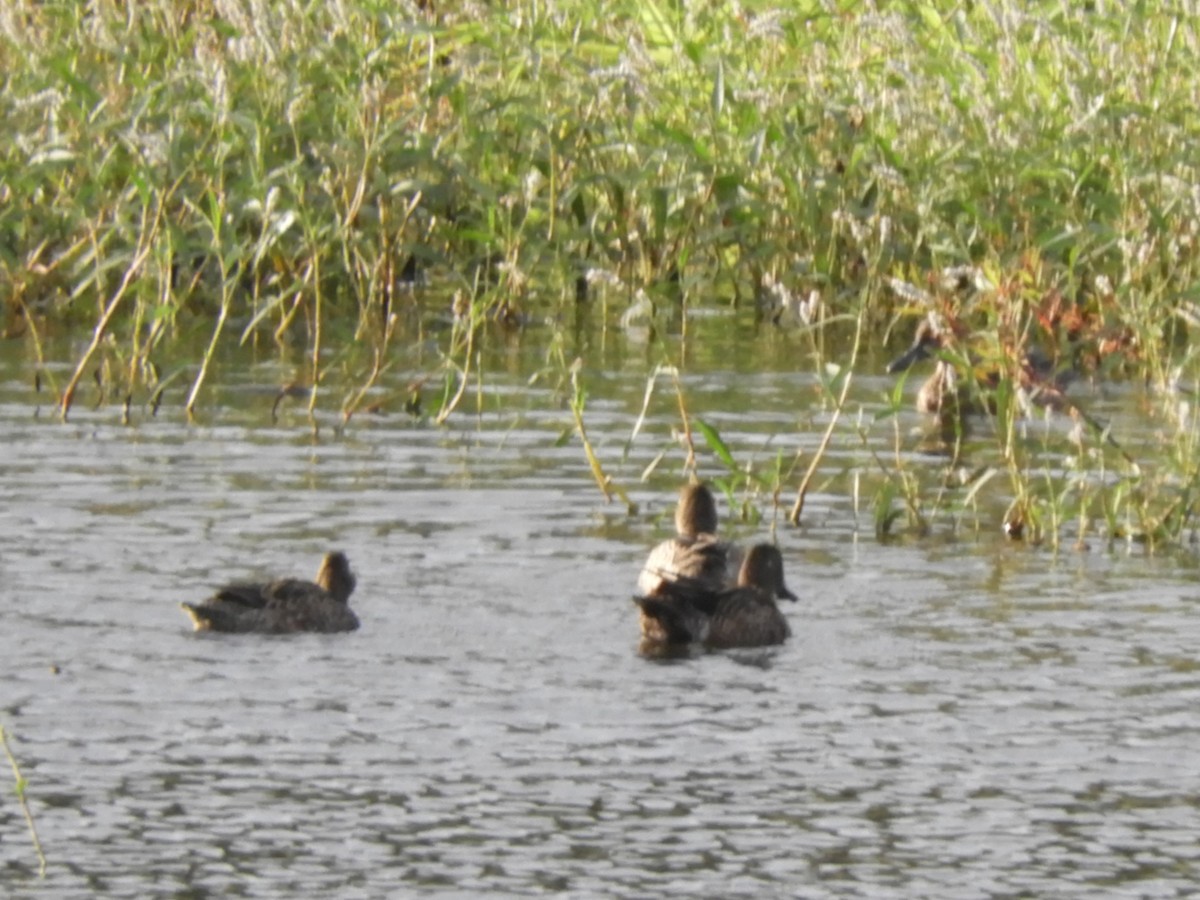 Northern Shoveler - ML516630031